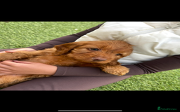 Cockapoo dogs for sale: Red Cockerpoo Puppies - Image 2