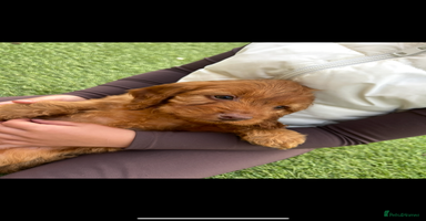 Cockapoo dogs - Advert 6
