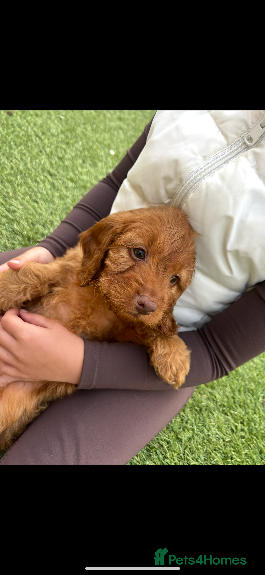 Cockapoo dogs for sale: Red Cockerpoo Puppies - Image 2