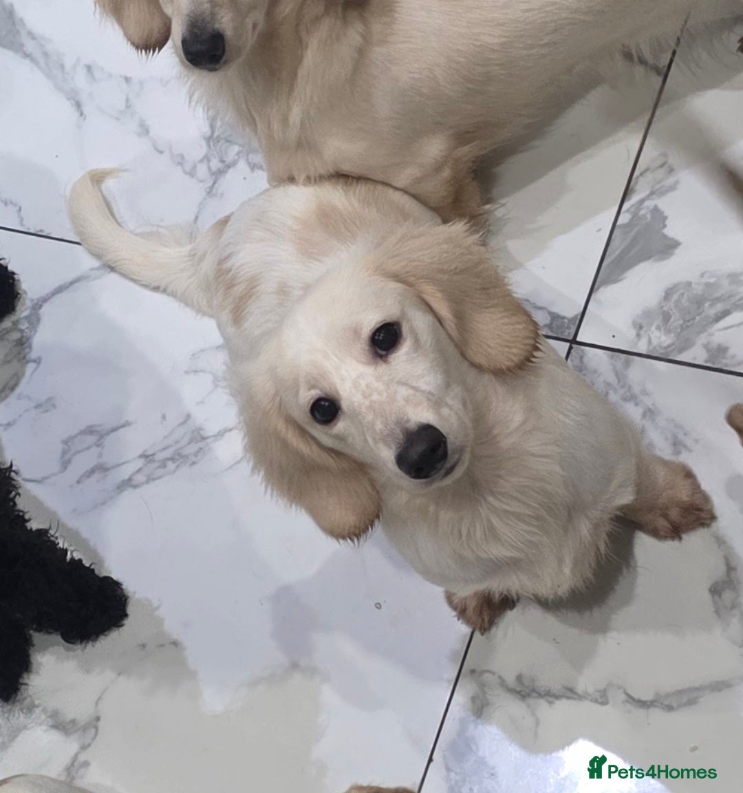 Miniature Dachshund dogs for sale: Miniature Dachshund cream piebald long-haired  - Advert 21