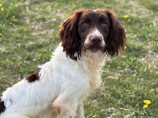 English Springer Spaniel dogs Ned health tested available for stud in Devizes - Advert 7