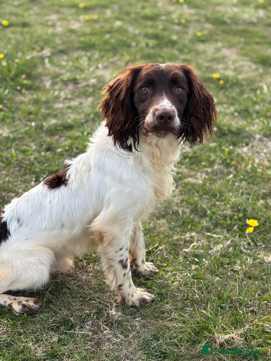 English Springer Spaniel dogs for stud: Ned health tested available for stud in Devizes - Advert 1