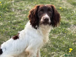 English Springer Spaniel dogs Ned health tested available for stud in Devizes - Advert 12