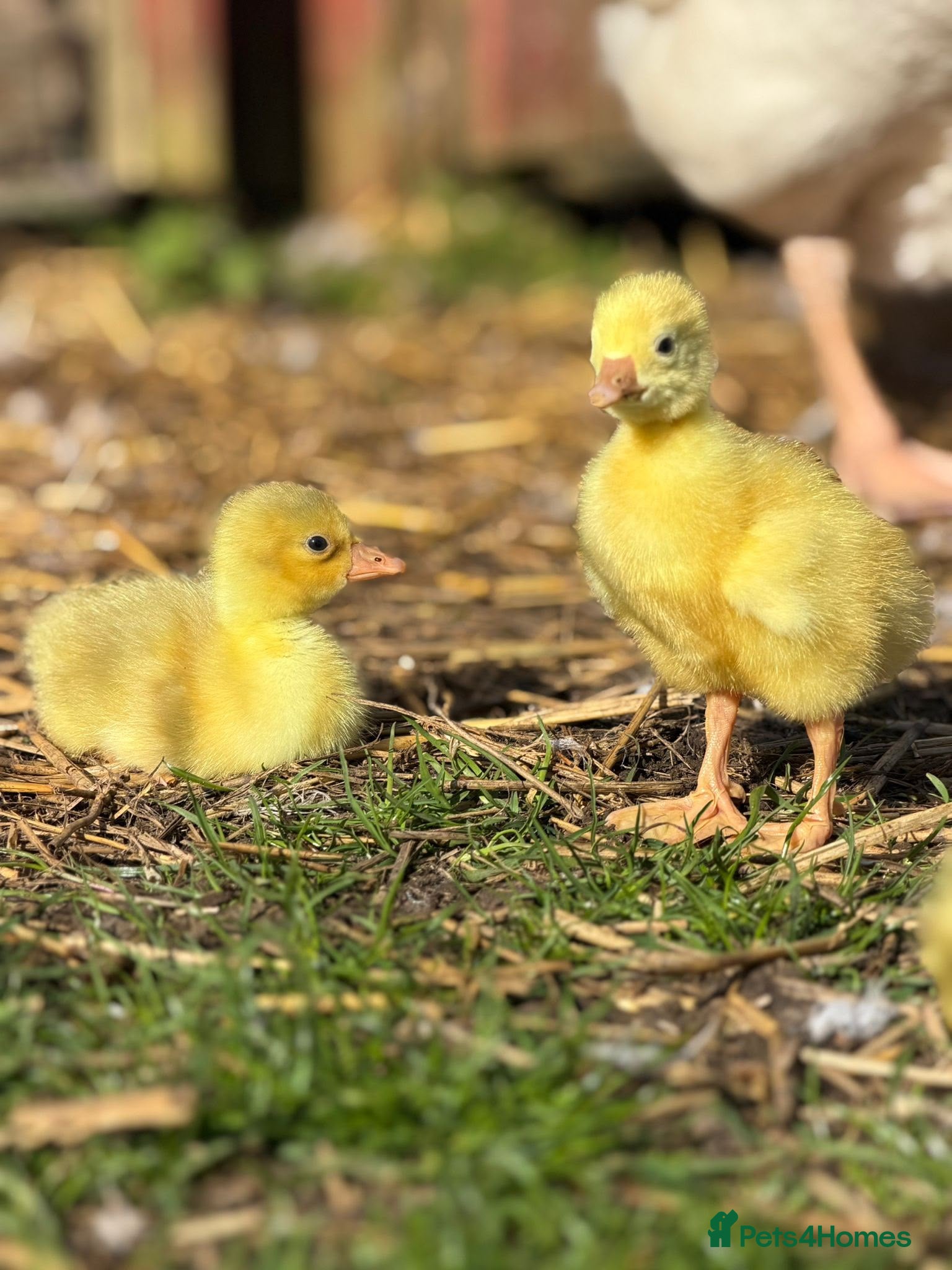 Geese poultry 2 Emden goslings  - Advert 1