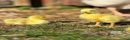 Geese poultry for sale: 2 Emden goslings  - Advert 1