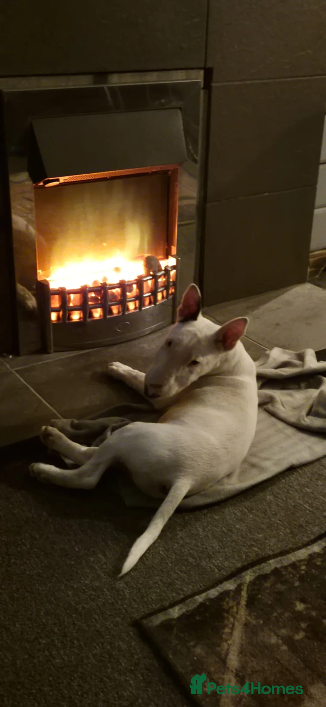 Bull Terrier dogs for sale: Archie English bull terrier 8 months - Advert 4