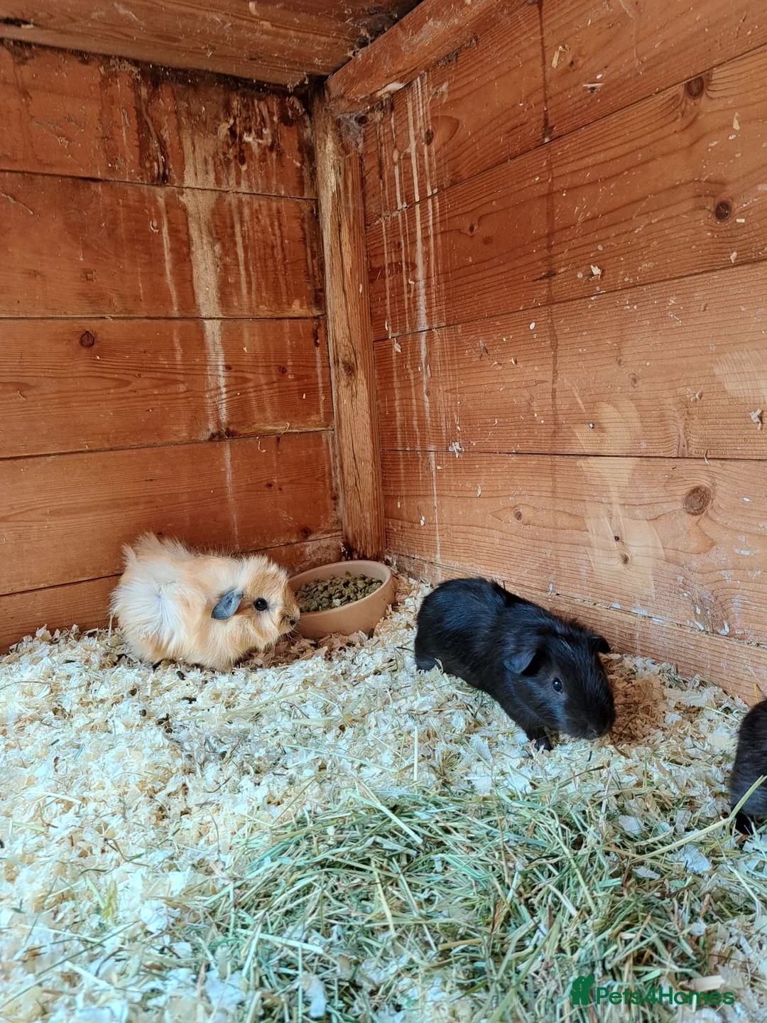 Guinea Pig rodents for sale: Gorgeous mix of guinea pig babies - Advert 2