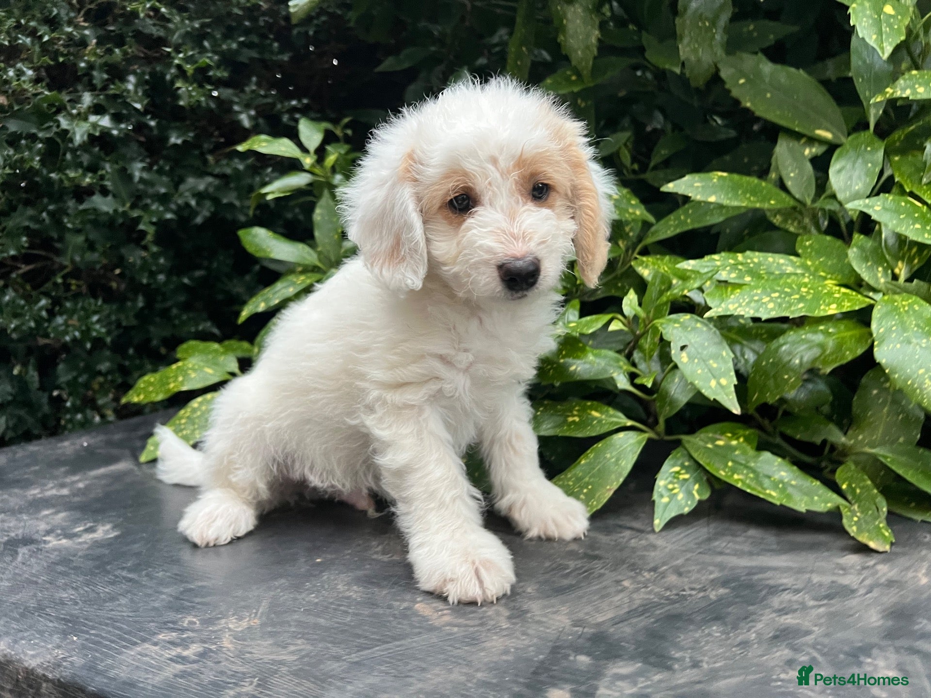 Bordoodle dogs F1b Bordoodle extensive genetic test clear  - Advert 1