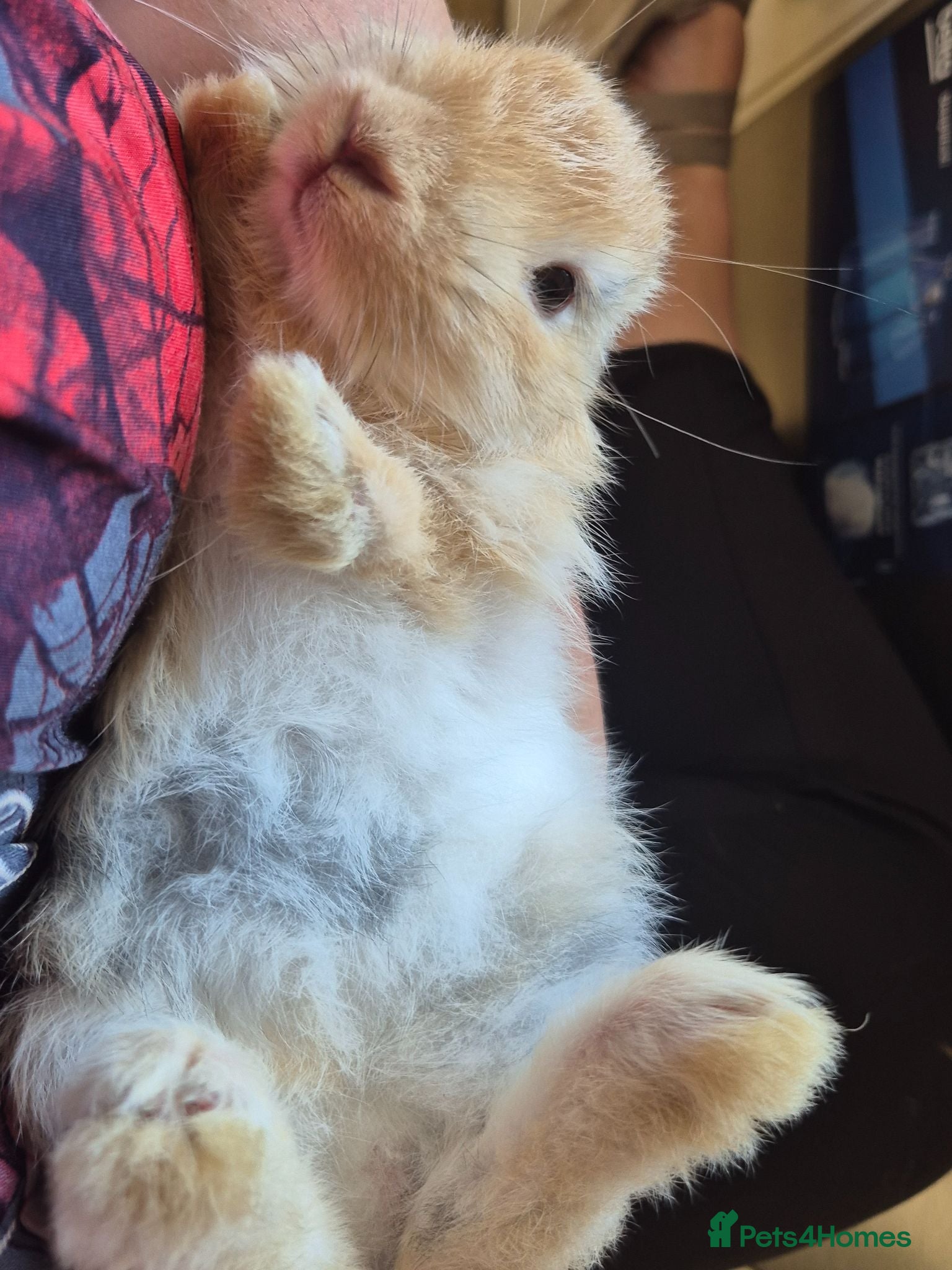 Mini Lop rabbits mini lop babies for sale - Advert 9