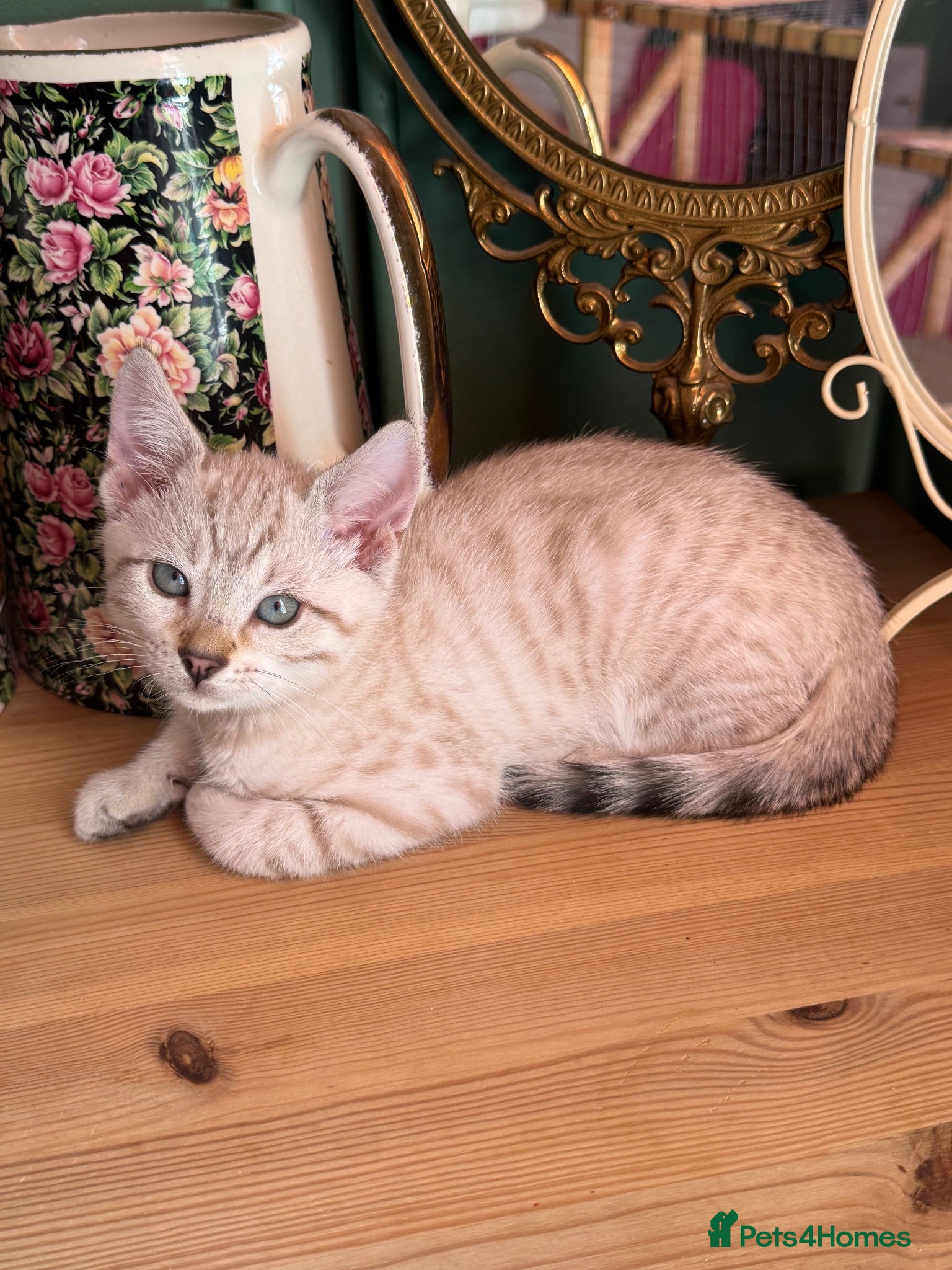Bengal cats Rare Seal Lynx Silver Marble Bengal Kittens - Advert 3