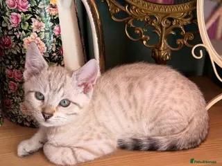 Bengal cats Rare Blue Eyes Bengal Seal Lynx Silver Kittens - Advert 1