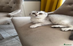 Scottish Fold cats for sale: Adorable Pure Scottish Fold Chinchilla Kittens in South Ockendon - Image 25