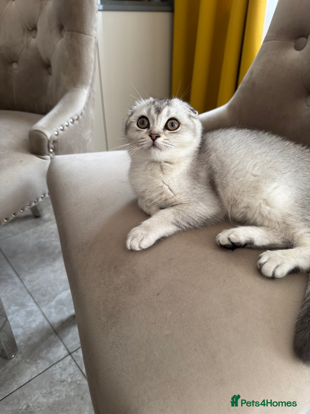 Scottish Fold cats for sale: Adorable Pure Scottish Fold Chinchilla Kittens in South Ockendon - Image 25