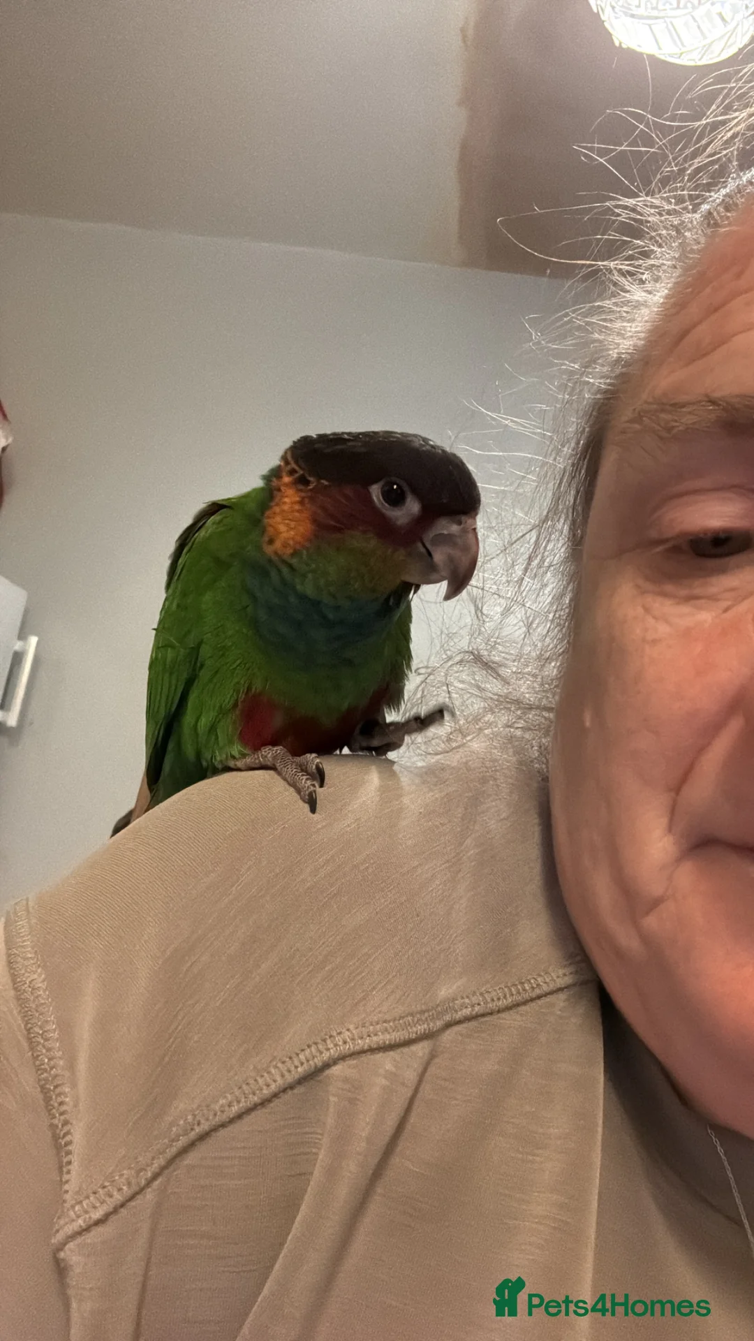 Conures birds for sale: Hand reared blue throated conure - Advert 2