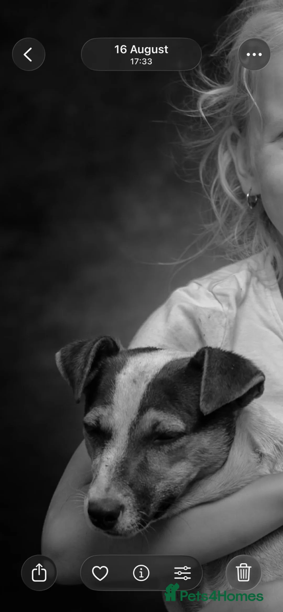 Jack Russell dogs for stud: JACK RUSSELL FOR STUD - Advert 2