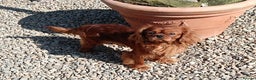 Cavapoo dogs for sale: Red Cavapoo puppies  - Advert 15