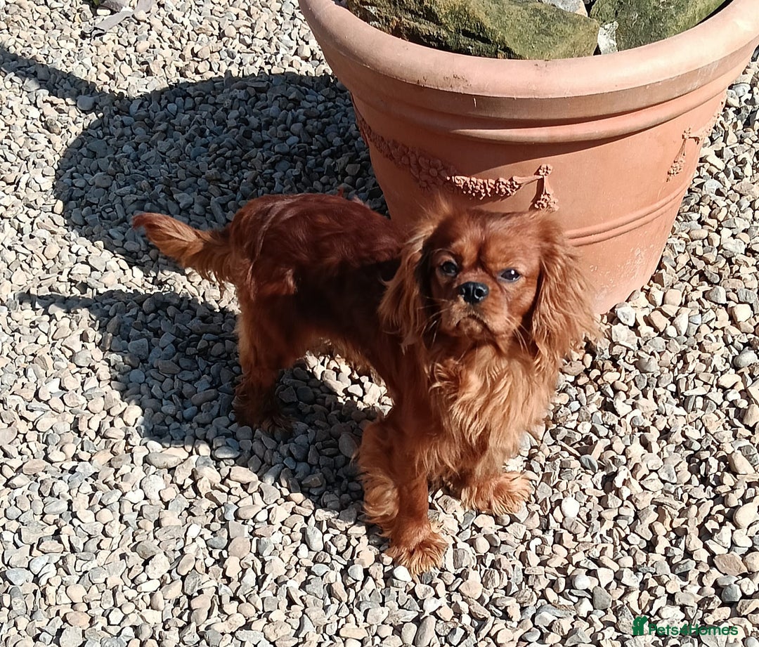 Cavapoo dogs for sale: Red Cavapoo puppies  - Image 15