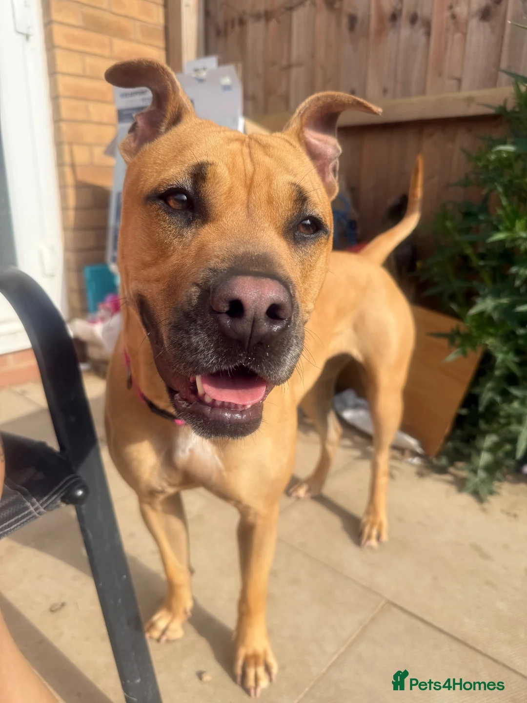 Mixed Breed dogs for sale: mastiff sharpei in Loughborough - Advert 2