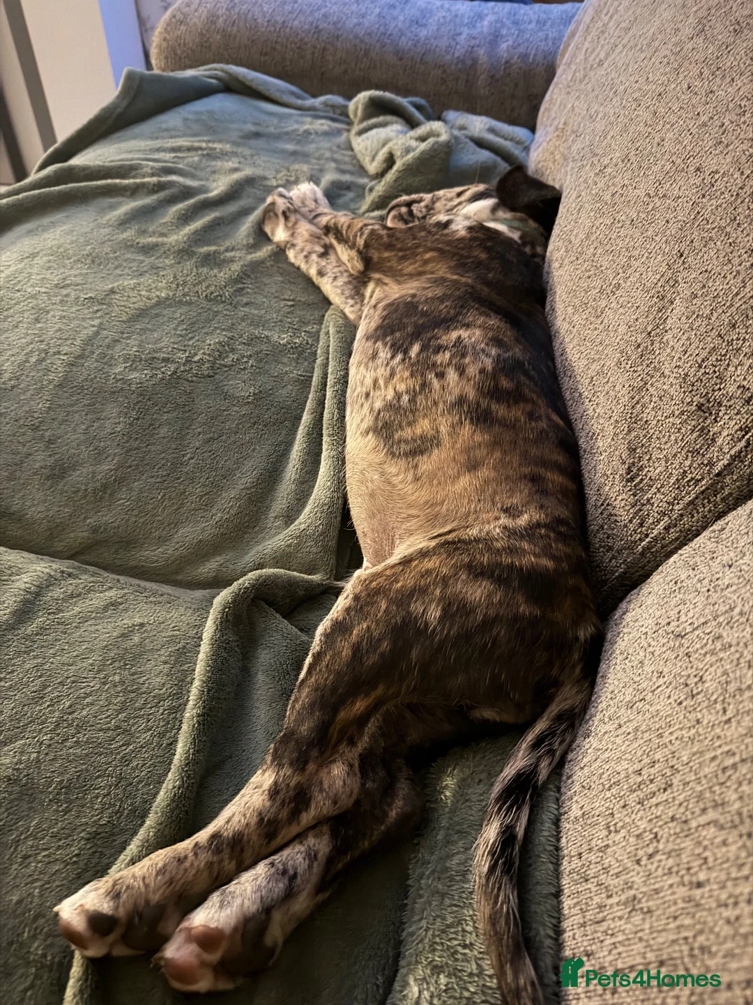 Mixed Breed dogs for sale: 1 male and 1 female puppies for sale  in Dudley - Advert 2