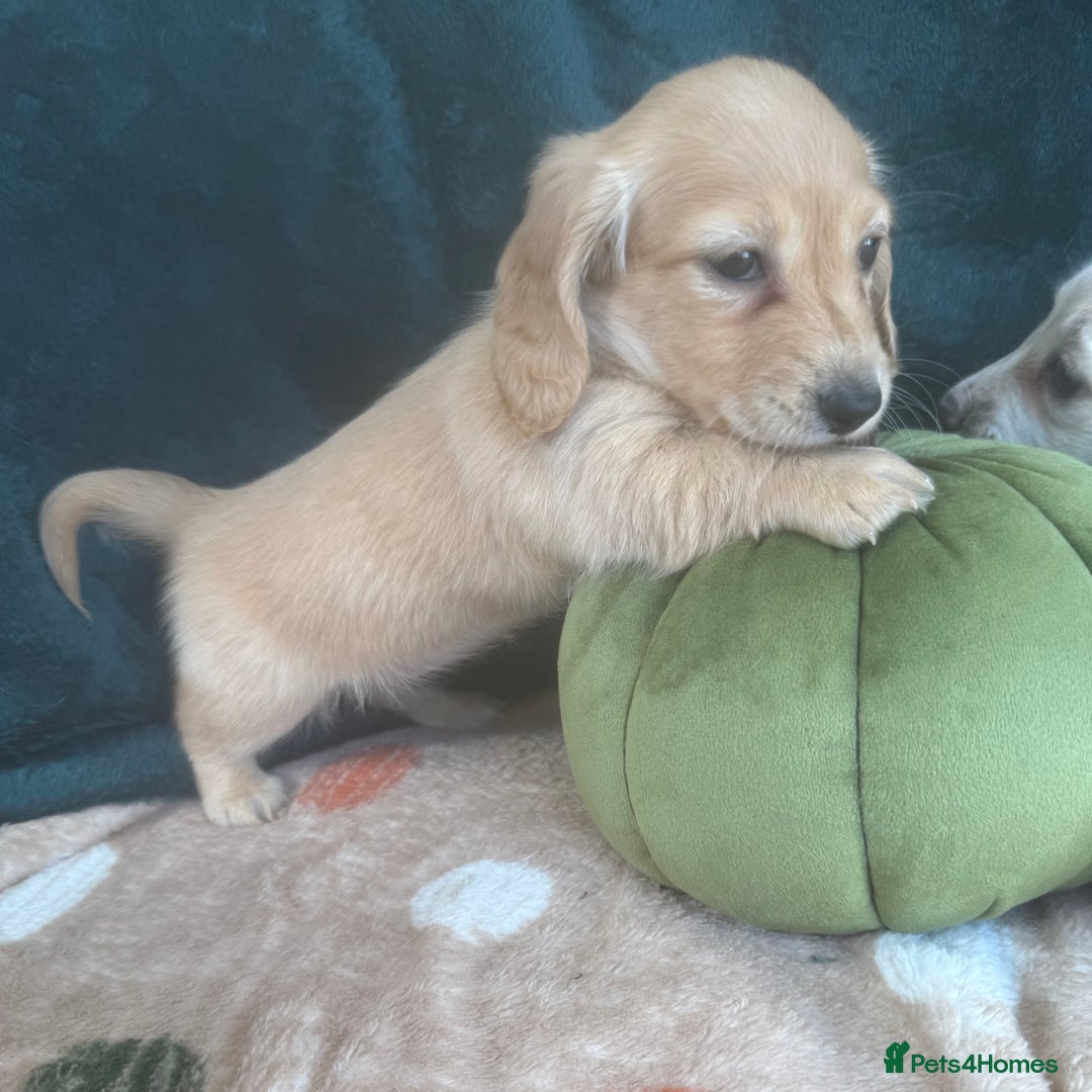 Miniature Dachshund dogs for sale: English creams miniature dachshunds  - Image 7