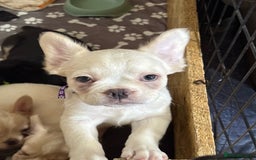 French Bulldog dogs for sale: 3 left- Fluffy French bulldogs pink & testable  - Advert 18