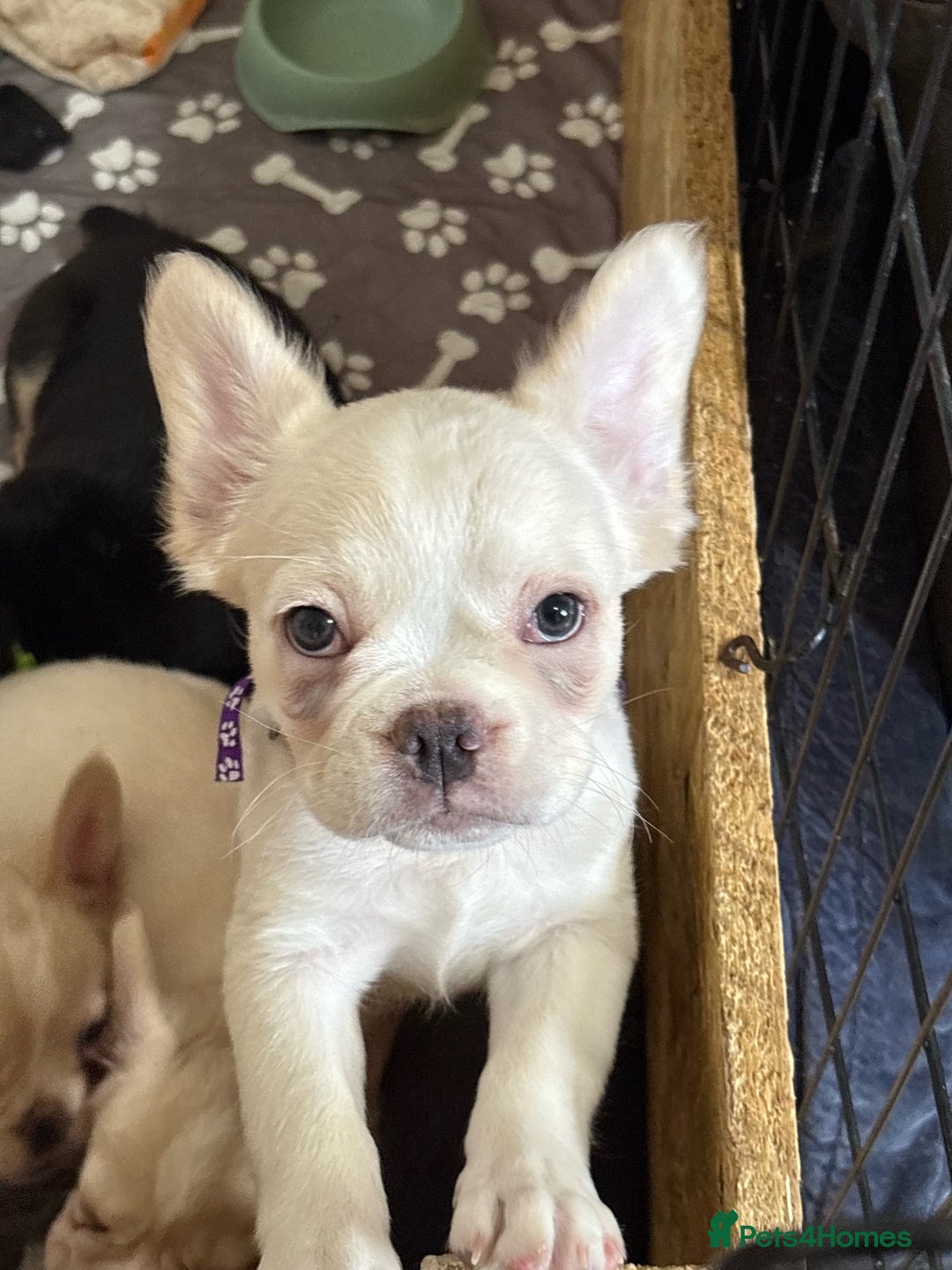 French Bulldog dogs for sale: 3 left- Fluffy French bulldogs pink & testable  - Advert 18