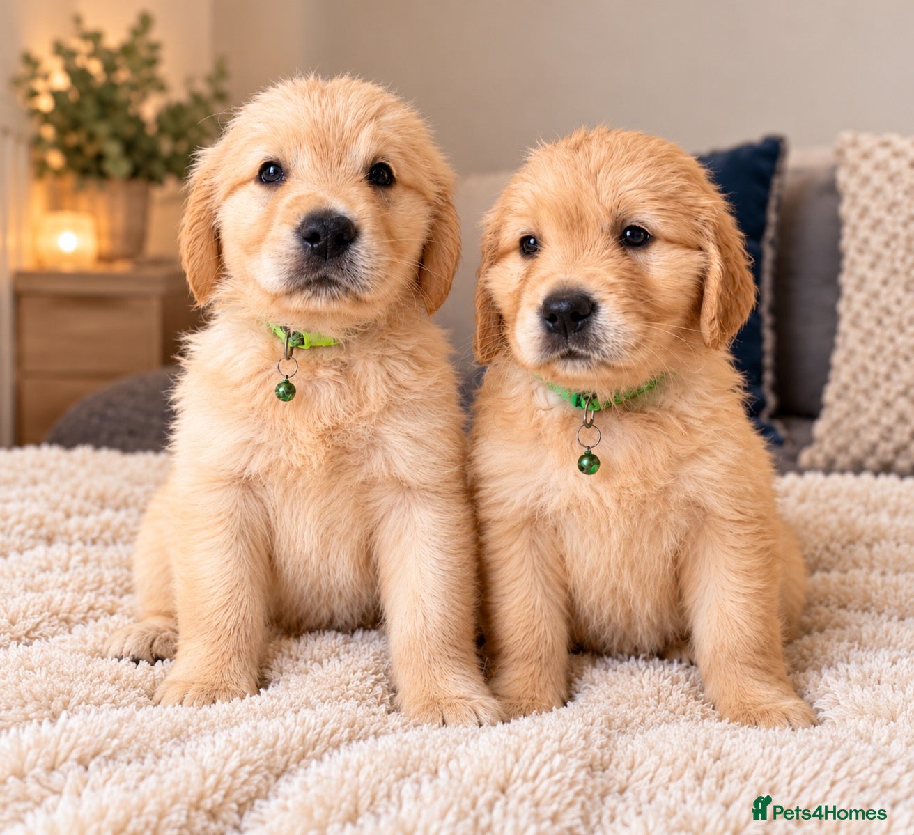 Golden Retriever dogs for sale: 2 beautiful boys with an exceptional pedigree!!  - Advert 10