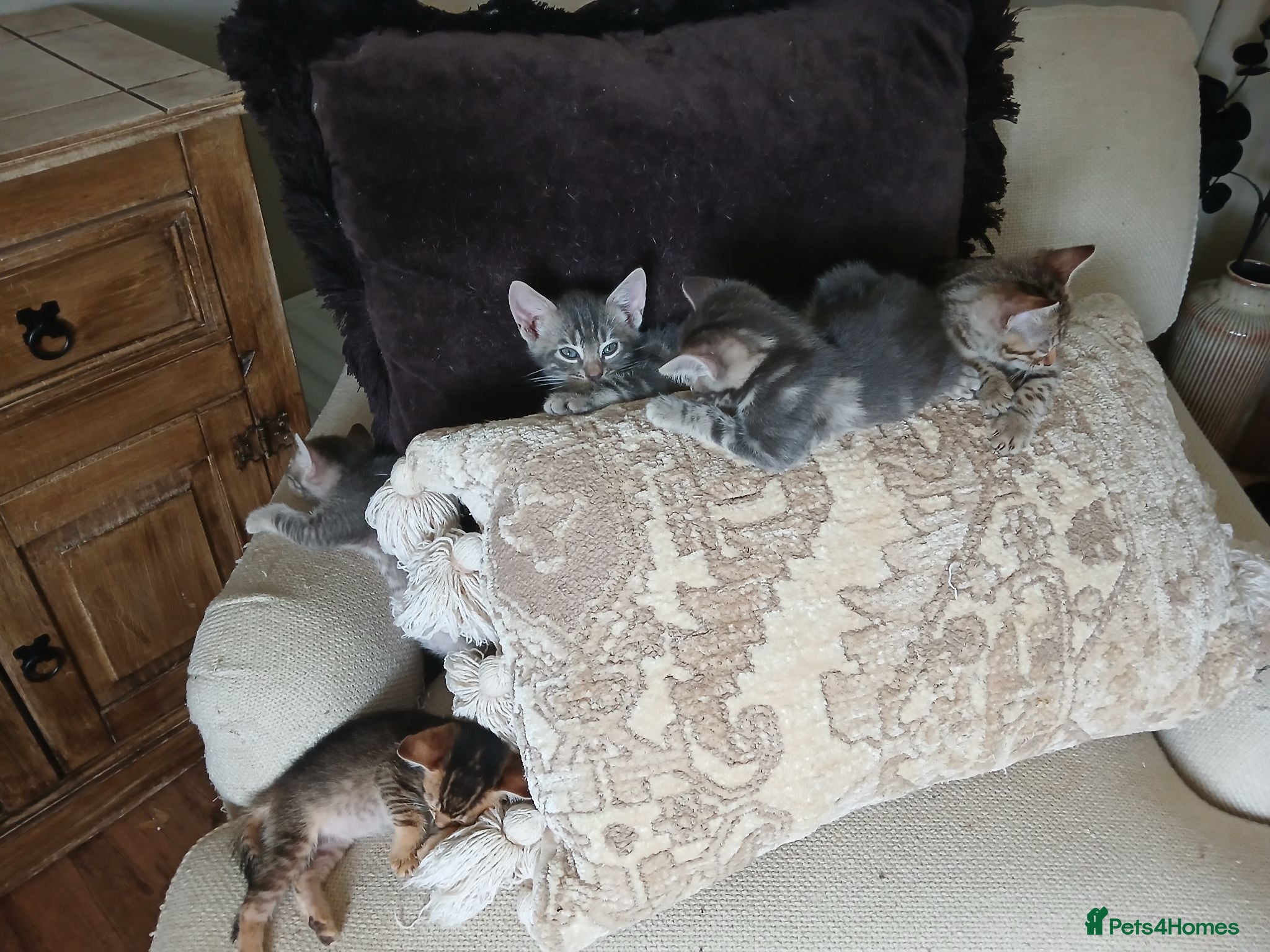 Bengal cats 3/4 Bengal Kittens  - Advert 1
