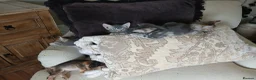 Bengal cats for sale: 3/4 Bengal Kittens  - Advert 1