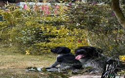 German Wirehaired Pointer dogs for sale: Sweet natured German Wirehaired Pointer boy  - Image 6