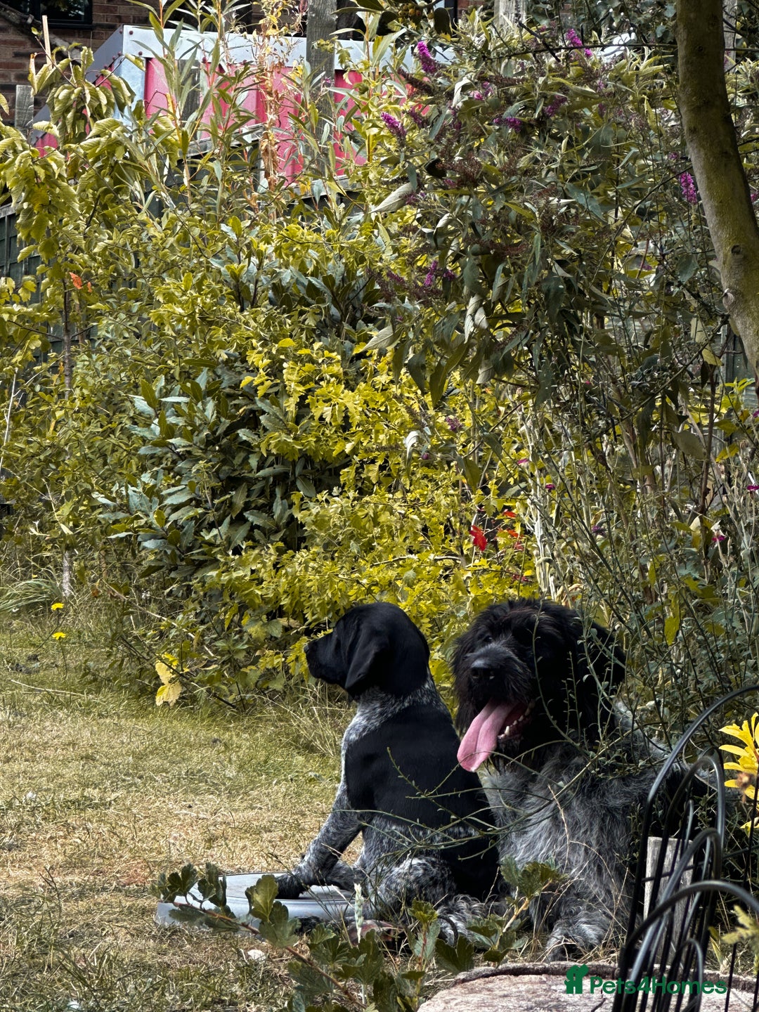German Wirehaired Pointer dogs for sale: Sweet natured German Wirehaired Pointer boy  - Image 6