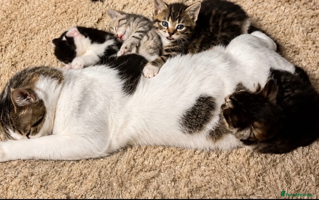 Mixed Breed cats for sale: 4 adorable kittens for sale  - Advert 2