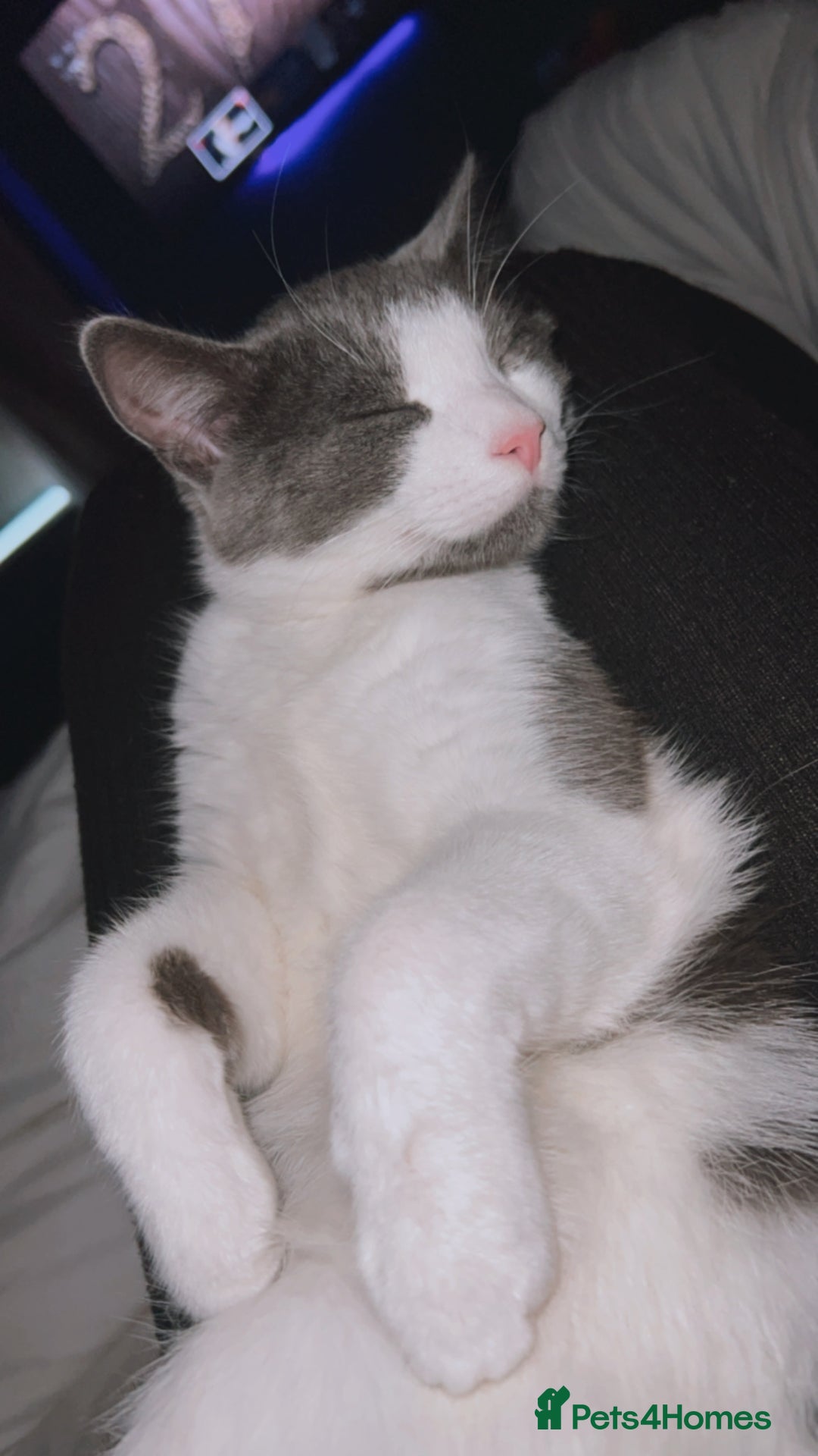 Mixed Breed cats for sale: Archie - Neutered Male House Cat  - Advert 8