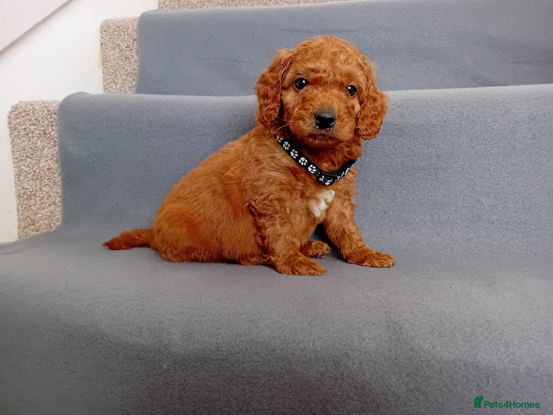 Goldendoodle dogs for sale: Gorgeous F1b Goldendoodles - Advert 13