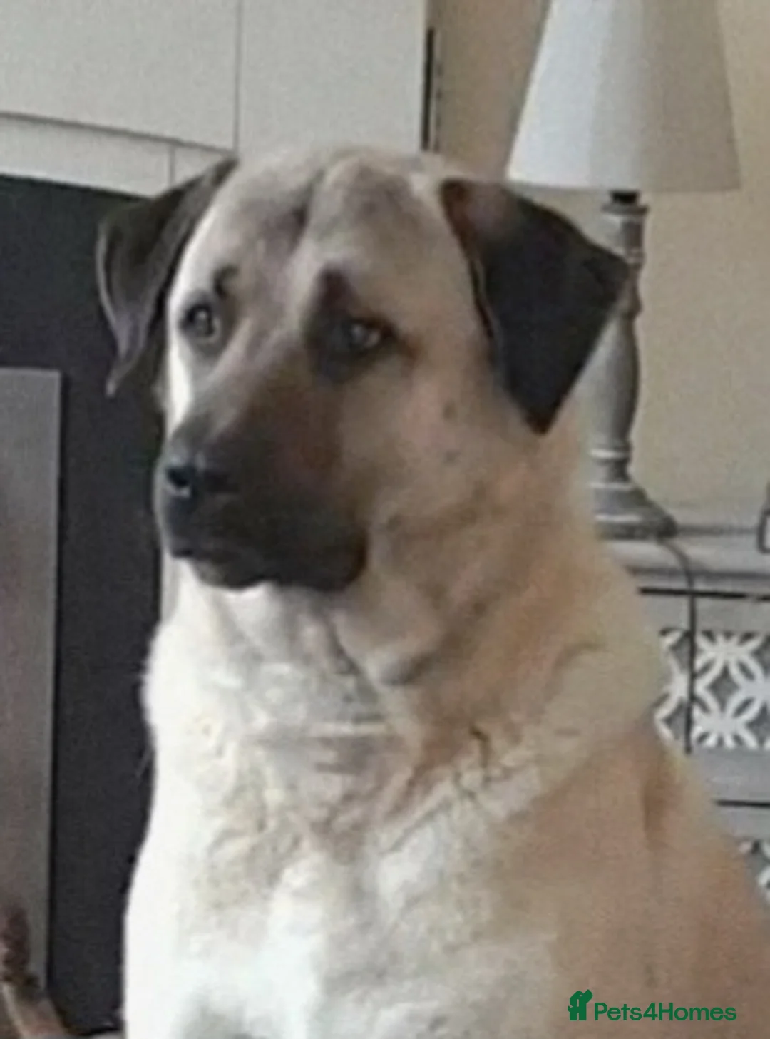 Turkish Kangal dogs for sale: PEDIGREE TURKISH KANGAL PUPPIES - Advert 4