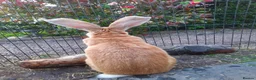 Continental Giant rabbits for sale: Beautiful Pure Giant Continentals Babies - Advert 1