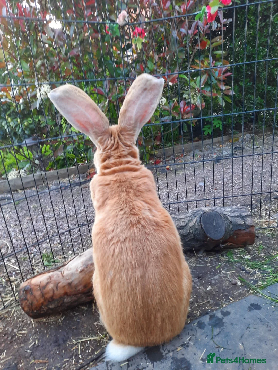 Continental Giant rabbits for sale: Beautiful Pure Giant Continentals Babies - Advert 1