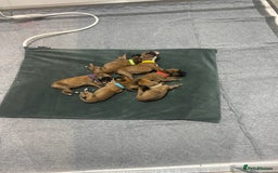 Boxer dogs for sale: 27 Champion bloodline red and black mask boxers - Image 20