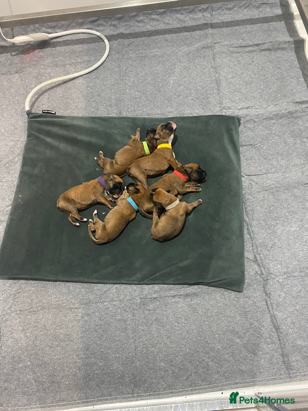 Boxer dogs for sale: 27 Champion bloodline red and black mask boxers - Image 20