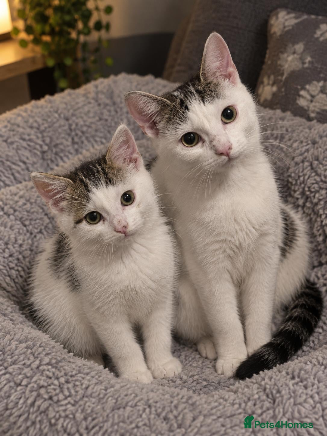 Mixed Breed cats 2 female cats  - Advert 1