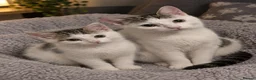 Mixed Breed cats for sale: 2 female cats  - Advert 1