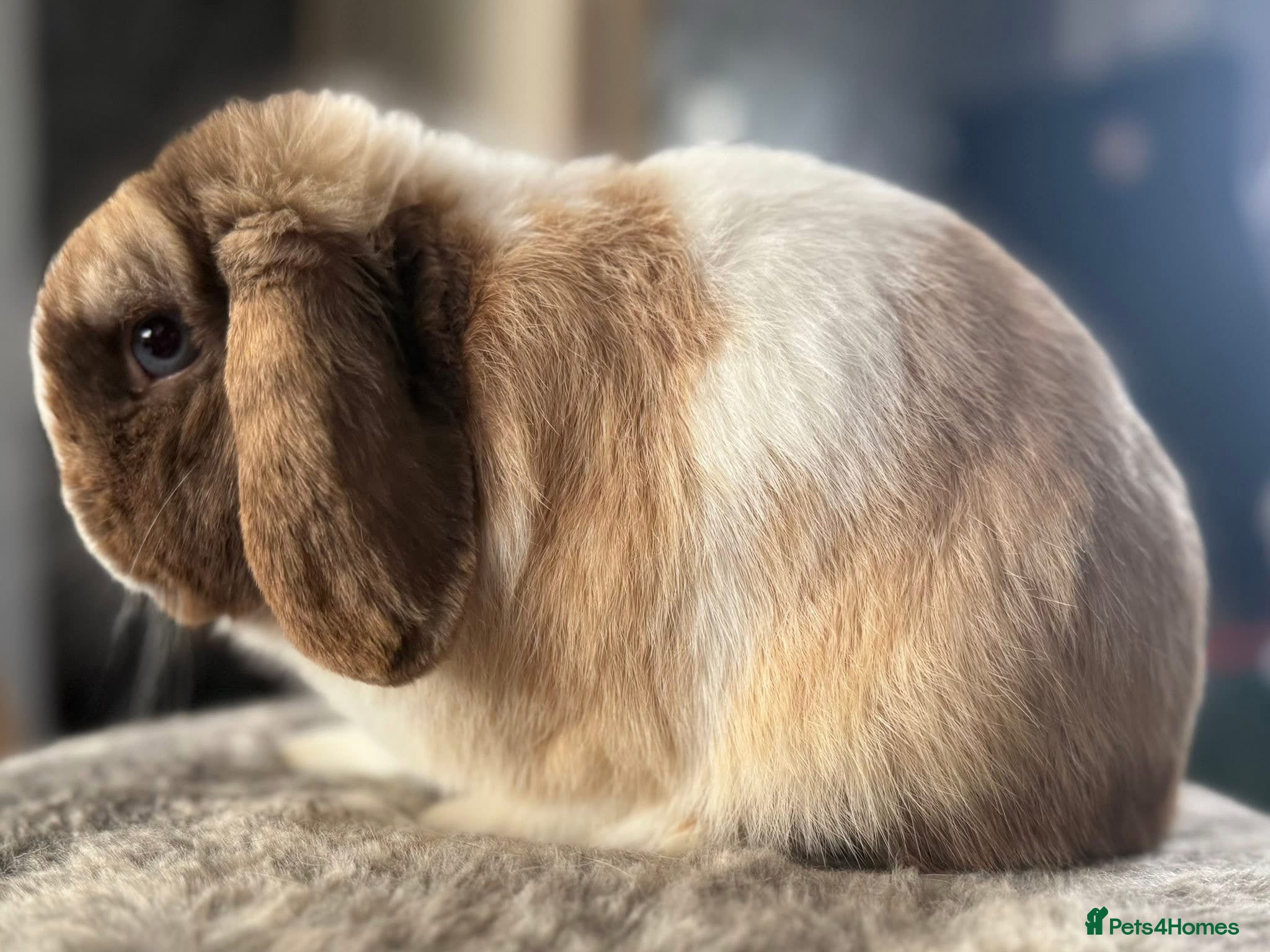 Mini Lop rabbits Chocolate Harli split buck - Advert 2