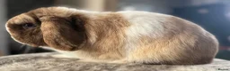 Mini Lop rabbits for sale: Chocolate Harli split buck - Advert 1