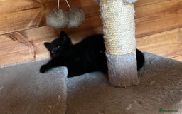 British Shorthair cats for sale: Kittens for forever homes - Image 5