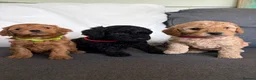 Cockapoo dogs for sale: F1b READY NOW. Health tested parents.  - Advert 15