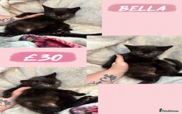 Domestic Shorthair cats for sale: 3 kittens 2 male 1 female - Image 3