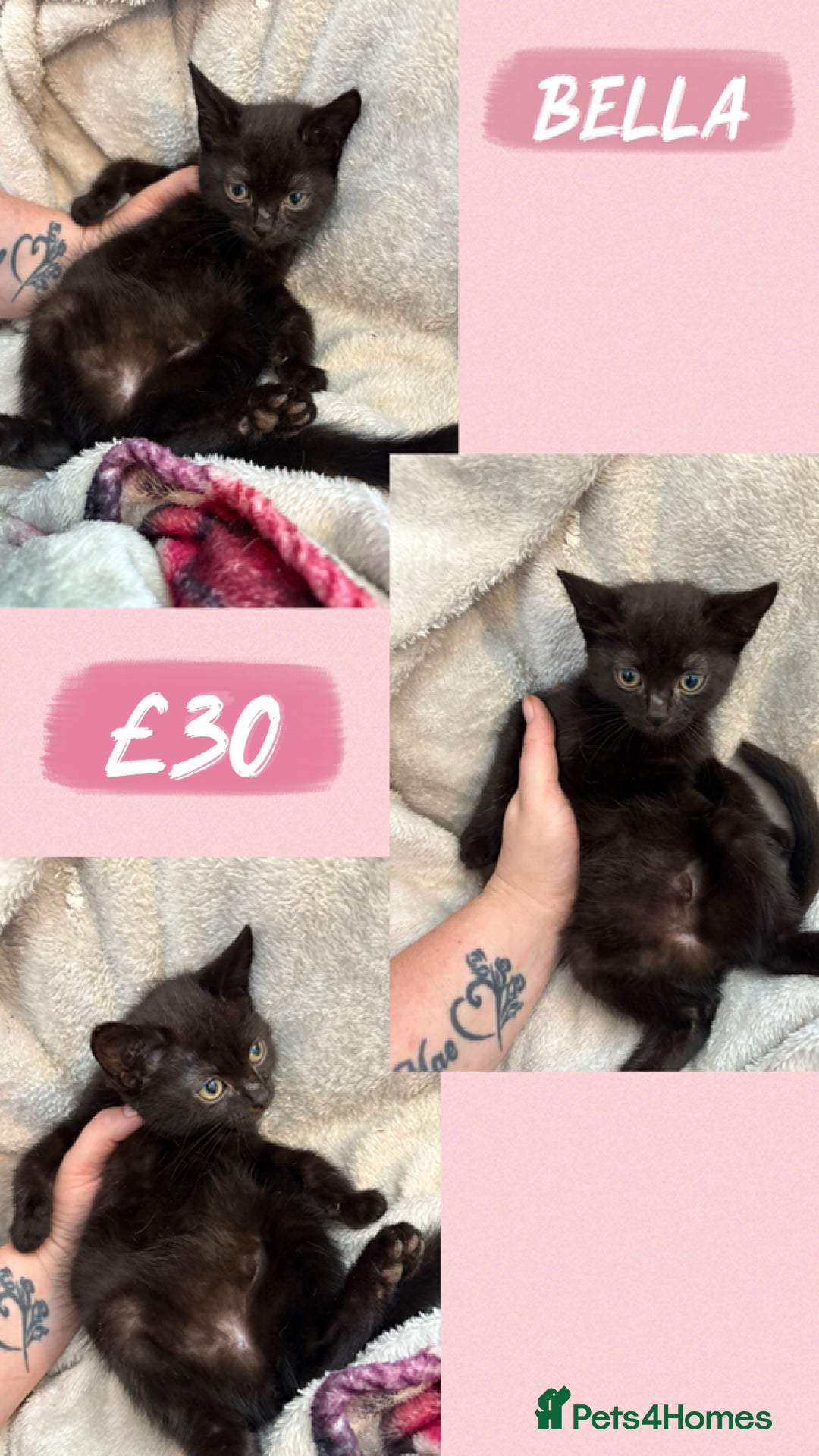 Domestic Shorthair cats for sale: 3 kittens 2 male 1 female - Image 3