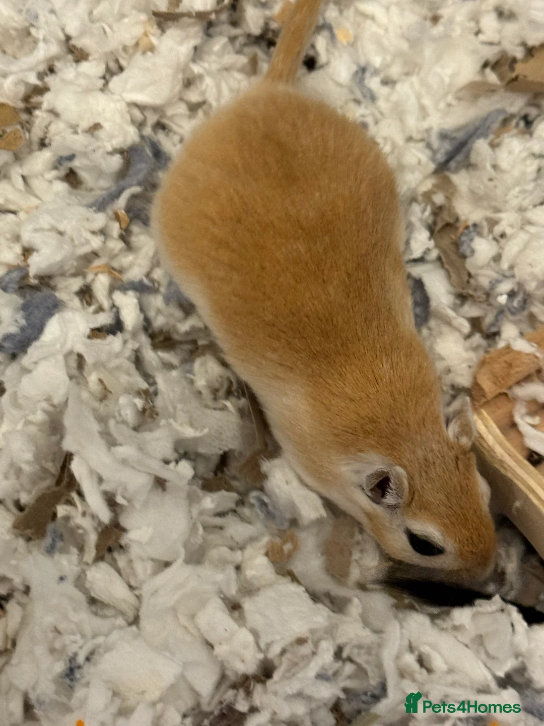 Gerbil rodents for sale: Two Female Gerbils with Cage – Loving Home Wanted - Advert 6