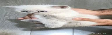 Ragdoll 2