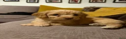 Cockapoo dogs for sale: Toy cockapoo in Nottingham - Advert 24
